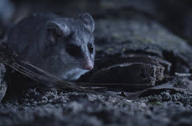 Wildest Survival: 3. Ute om natten