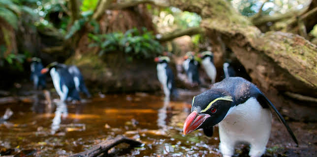 00:45: Wildes Neuseeland (1/3) | 3SAT | 1/9 2026