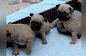 Petchannel Brasil: French Bulldog