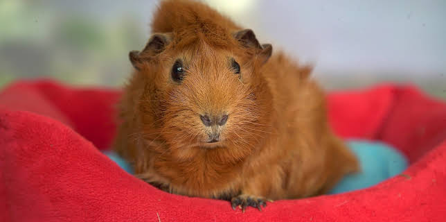 16:25: Olga da Polga: Olga har bursdag! | NRK Super | 10/28 2025