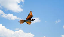 Luftakrobaten des Tierreichs