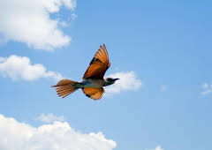 Luftakrobaten des Tierreichs