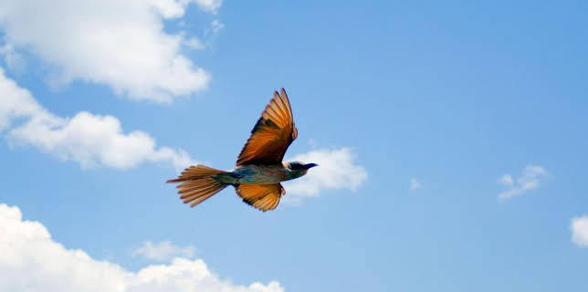 18:35: Luftakrobaten des Tierreichs | Arte | 1/13 2026