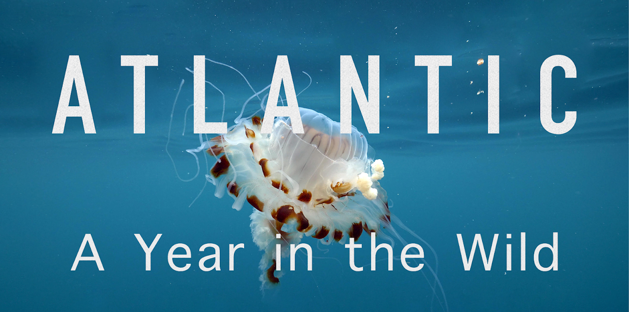 Atlantic: A Year in the Wild