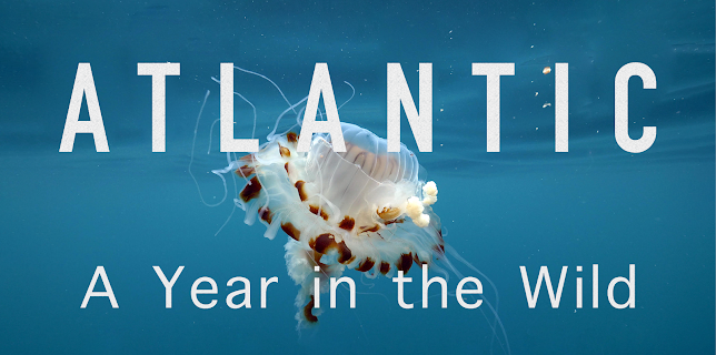 Atlantic: A Year in the Wild