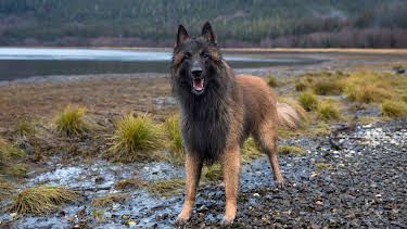 03:30: Alaskan Bush People (S2 E11) (S2) | Animal Planet | 3/30 2026