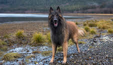 Alaskan Bush People (S2 E11)