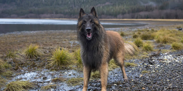 21:00: Alaskan Bush People (S2 E11) (S2) | Animal Planet | 3/17 2026