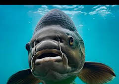 Monster Carp: Episodio 1