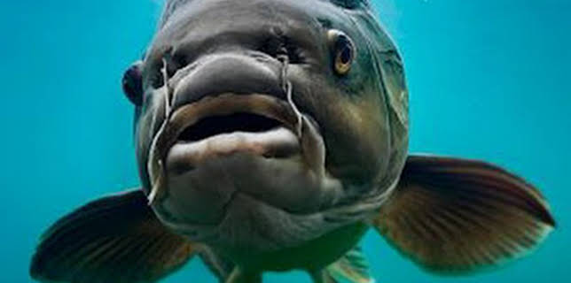 20:30: Monster Carp: Episodio 1 | Caza y Pesca | 12/13 2025