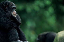 Big History: The Big Bang, Life on Earth, and the Rise of Humanity: Evidence on Hominine Evolution