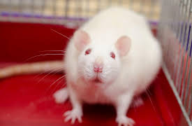 Gut Health Explained: The Microbiome and Metabolic Health