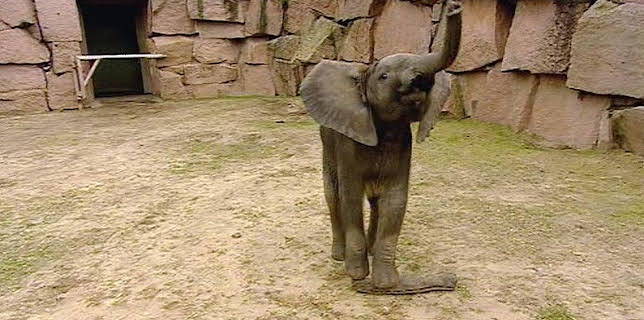 17:05: Panda, Gorilla & Co. | RBB Fernsehen | 1/22 2026