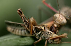 Animal Armory Season 1: Masters of Disguise