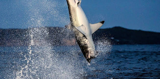 18:35: Air Jaws: Hai vs. Robbe | ProSieben Maxx | 12/24 2025