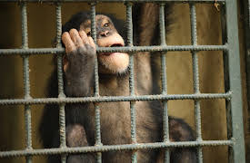 Dodo Heroes: Estelle's Favourite Chimp