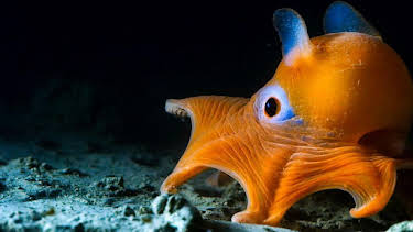 11:25 AM: Blue Planet II (S1) | CBBC | 7/1 2026