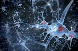 Understanding the Brain: Pathways and Synapses