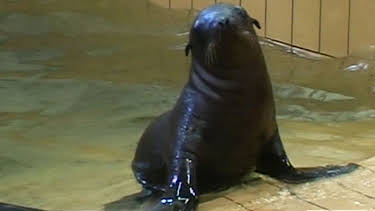 17:05: Panda, Gorilla & Co. (106) | RBB Fernsehen | 4/7 2026