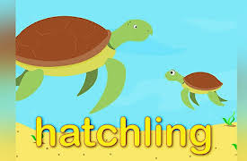 Number Zoo: Learn Baby Animals 3 With Number Zoo