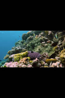 03:45: Australia extraordinaria: Costas salvajes | Nat Geo Wild | 3/28 2026