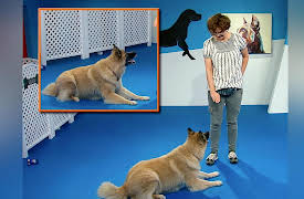 Dog Training 101: Getting the Behavior: Verbal Cues