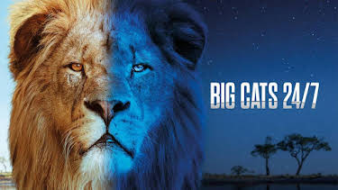 21:00: Big cats 24/7 | Kunskapskanalen | 4/4 2026