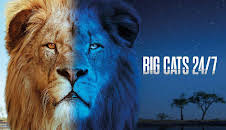 Big cats 24/7