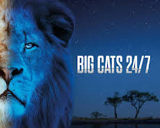 Big cats 24/7