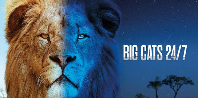 21:00: Big cats 24/7 | Kunskapskanalen | 3/28 2026