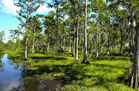 A New History of Life: Carboniferous Giants and Coal
