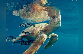 The Canary Islands: Part I: Life at the Limit