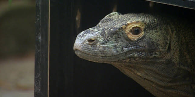 14:25: Elefant, Tiger & Co. (259) | MDR Fernsehen | 2/24 2026