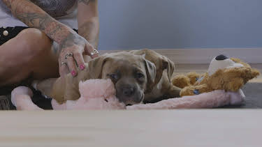 15:00: Pit Bulls & Parolees (S9 E21) (S9) | Animal Planet | 4/9 2026