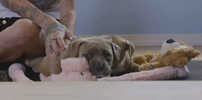 15:00: Pit Bulls & Parolees (S9 E21) (S9) | Animal Planet | 11/17 2025