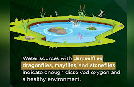 Why Insects Matter: Earth’s Most Essential Species: Insects Adapted to Aquatic Life