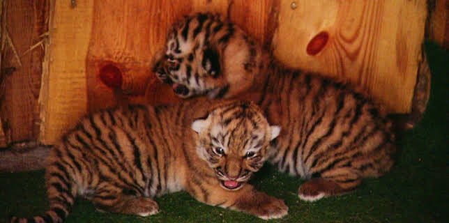 10:35: Elefant, Tiger & Co. | MDR Fernsehen | 1/23 2026