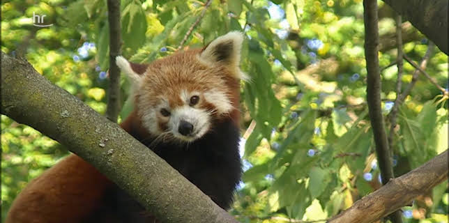 05:50: Giraffe, Erdmännchen & Co. (197) | HR Fernsehen | 3/19 2026