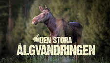 Den stora älgvandringen