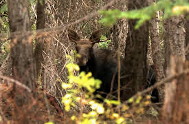 Sasquatch Mountain Man: Washington Elk