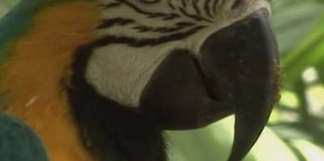 Colors of Nature (2016)