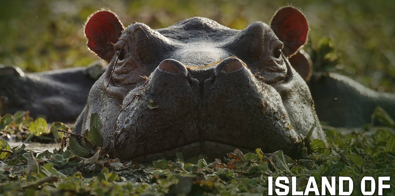 Island of the Hippos (2020)