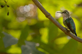 Cuba, A Paradise on the Brink: The Blue Island