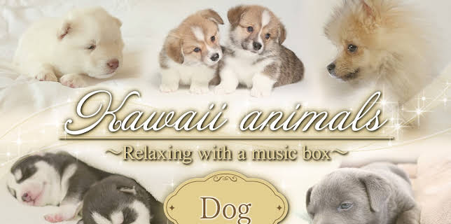 Kawaii animals～Relaxing with a music box～Dog (2025)