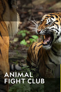 12:00 PM: Animal Fight Club | Nat Geo Wild | 1/5 2026
