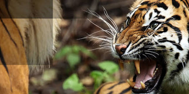 12:00 AM: Animal Fight Club | Nat Geo Wild | 10/29 2025