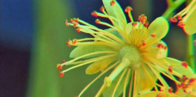 19:10: Vom Ahorn bis zur Zwiebel | ARD Alpha | 3/16 2026