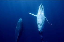 Whales and I: Whales and I Episode 1