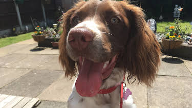 12:00 AM: The Supervet: Noel Fitzpatrick (S8 E2) (S8) | W | 1/6 2026