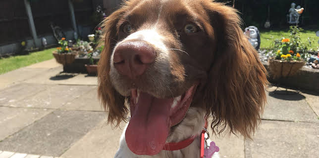 11:00 PM: The Supervet: Noel Fitzpatrick (S8 E2) (S8) | W | 1/10 2026